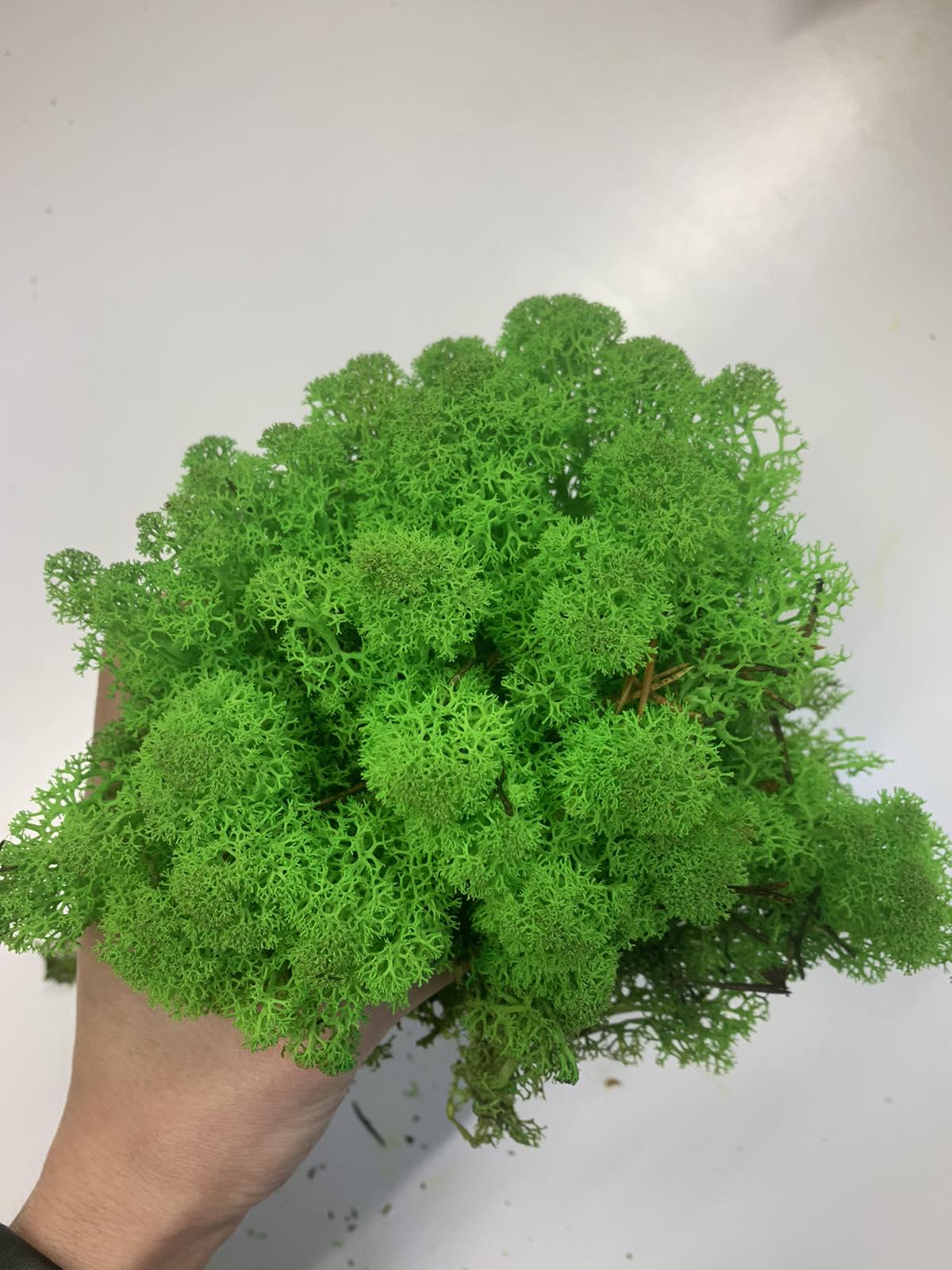 Мох стабілізований норвезький ягель 2 кг Зелений (27320644) - фото 2 Мох стабілізований норвезький ягель 2 кг Зелений (27320644) - фото 2