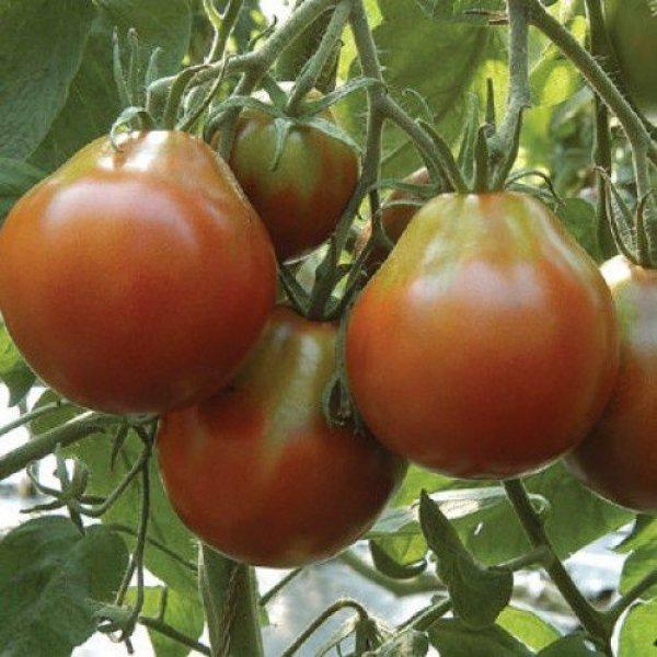 Семена томата Груша коричневая 25 шт. (38274254)