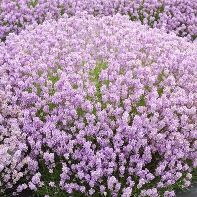Саженец лаванды узколистной Lavandula angustifolia Rosea Р9 (646417495)