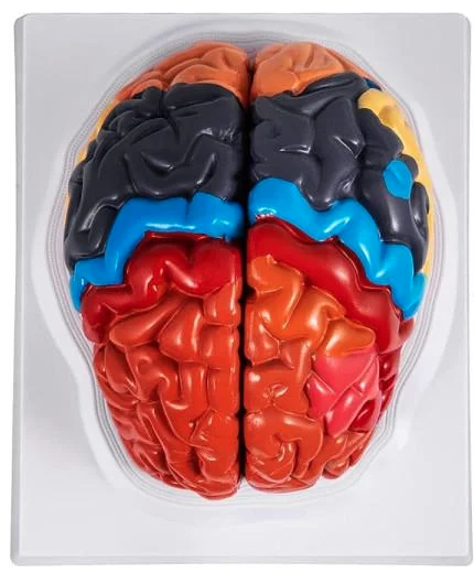 Анатомическая модель человеческого мозга 1:1 пластиковая обучающая модель для изучения нейронаук Разноцветный (29337927)