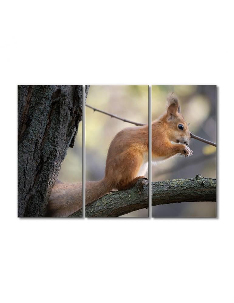 Картина модульная Рыжая белка 3 модуля 60x90 см
