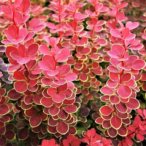 Саженец барбариса Тунберга Orange Sunrise Р9 (1465813994)