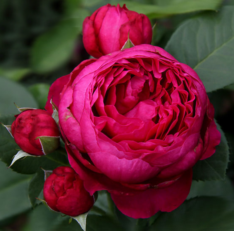 Роза Velet Ascot Чайно-гибридная в контейнере (2669431238)