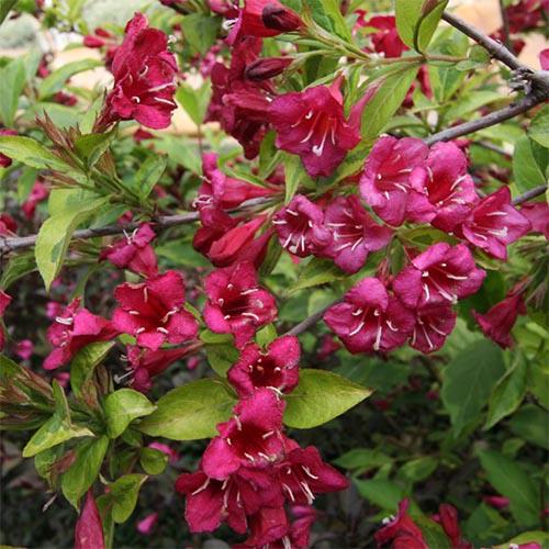 Вейгела Florium Brigela (11207)