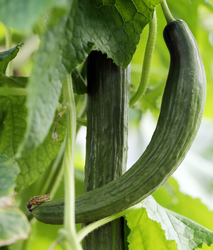 Семена Огурец GL Seeds Китайские змеи 3 г (664)