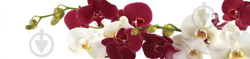 Наклейки кухонный фартук  Zatarga "Орхидеи бордовые и белые макро"  600х2500 мм (Z180269)