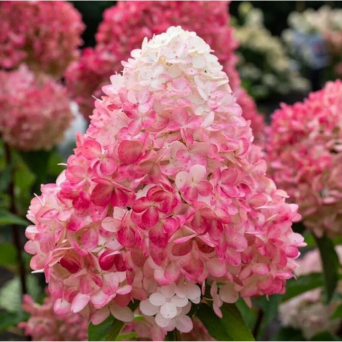 Саженец гортензии метельчатой Hydrangea paniculata Pinky Promise Р9 (1728304808)