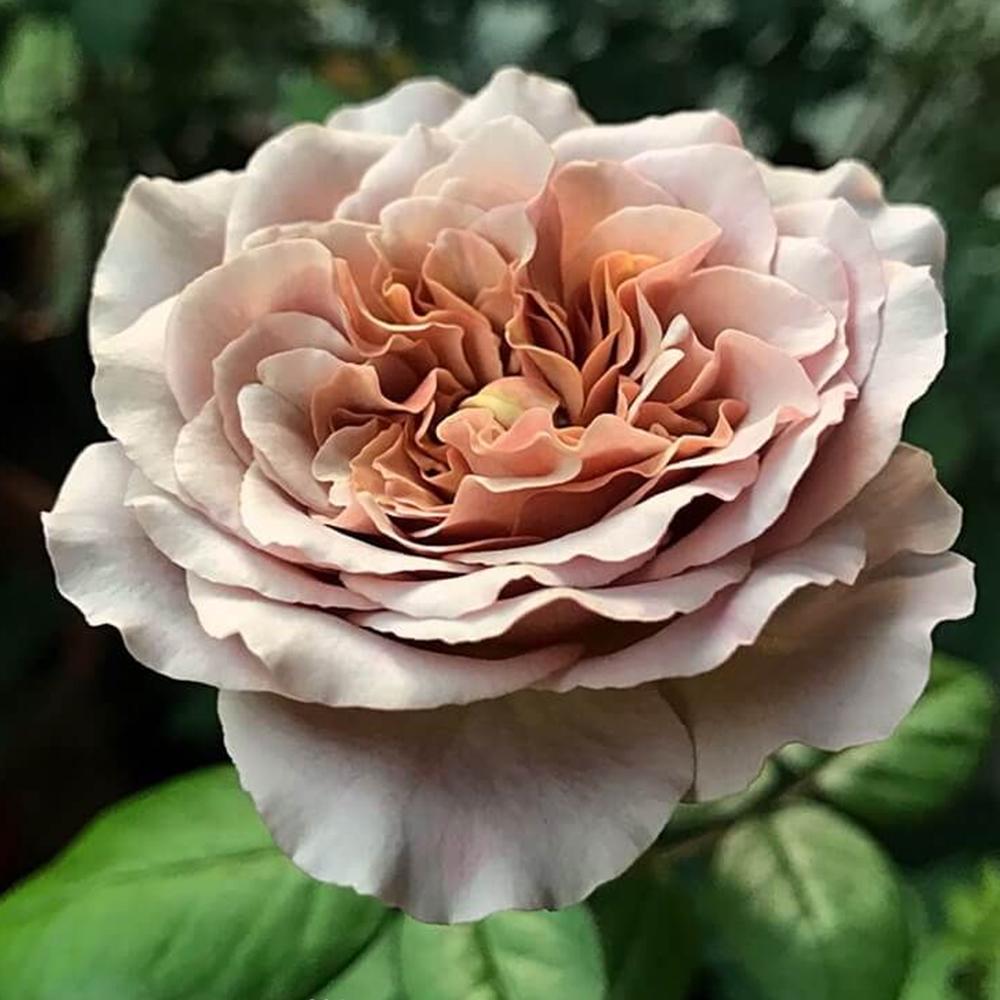 Саджанець чайно гібридних троянд Кафе Латте (14965340)