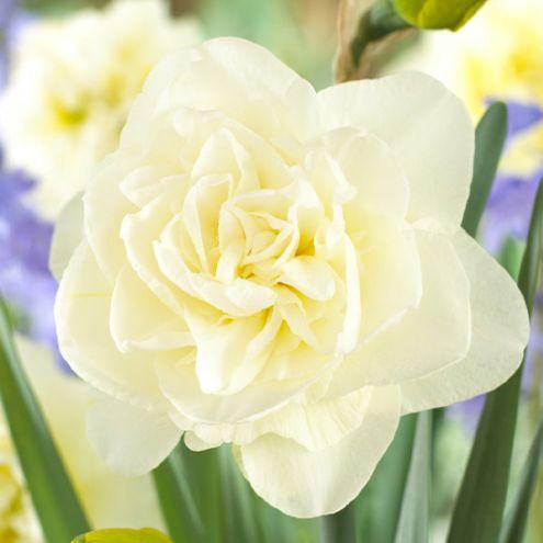 Нарцисс Florium Obdam (3665)