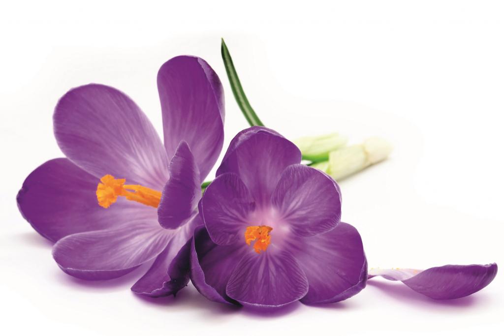 Фотообои флизелиновые 3D Цветы 375х250 см DIMEX Цветок крокуса (MS-5-0144)