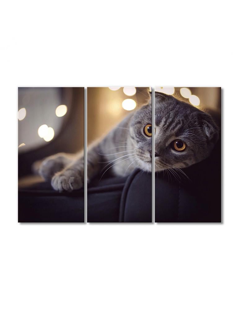 Картина модульная Серый британец 3 модуля 60x90 см