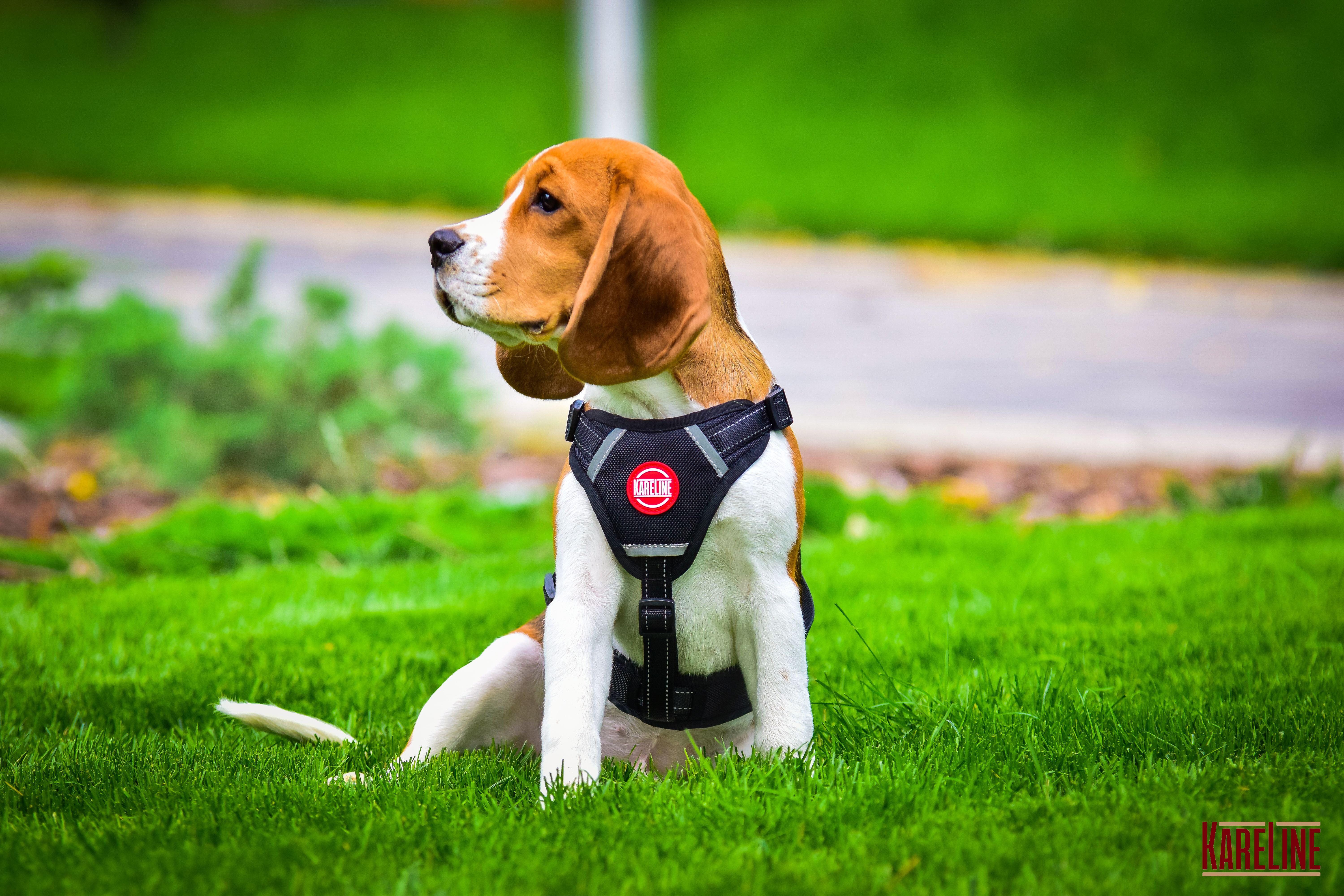 Шлея KareLine из нейлона с пластиковой пряжкой 20 мм А:400-600 мм В:500-630 мм Черный (0883/1) - фото 5 Шлея KareLine из нейлона с пластиковой пряжкой 20 мм А:400-600 мм В:500-630 мм Черный (0883/1) - фото 5