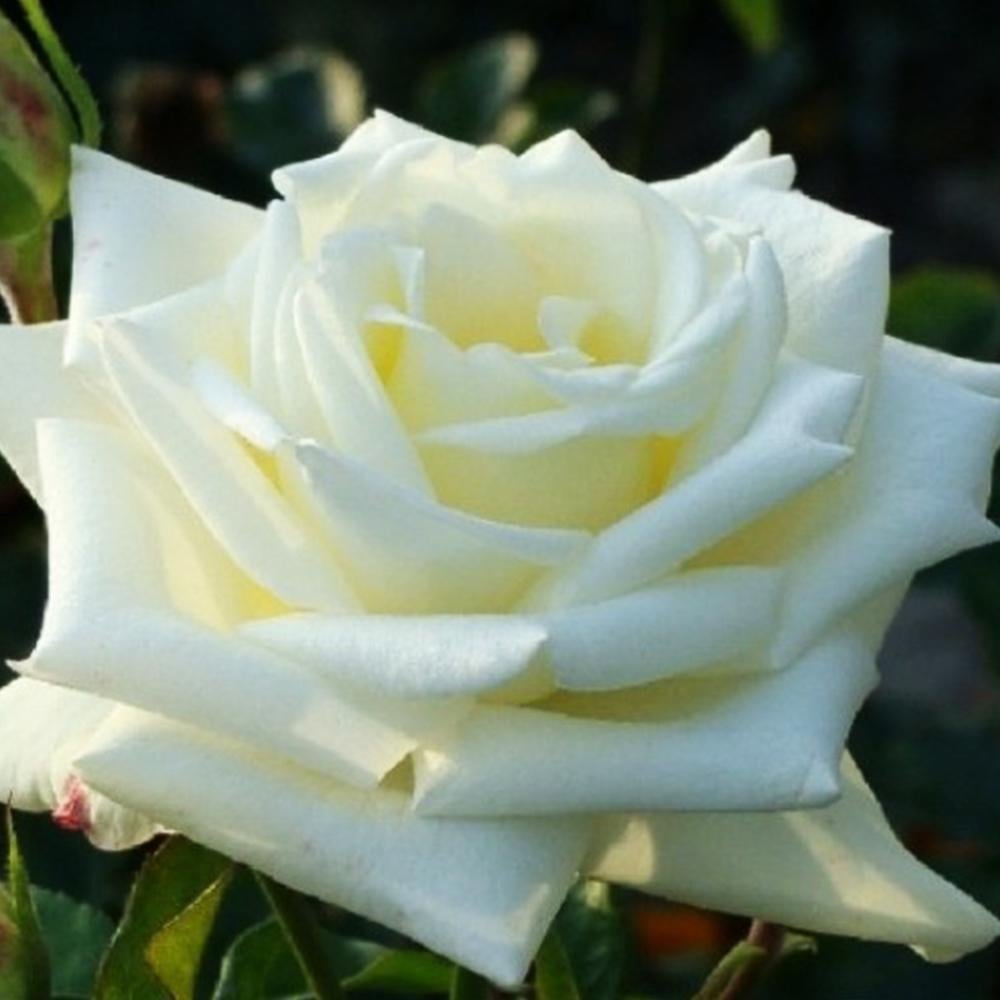 Саженец чайно гибридных роз Боинг (14965307)