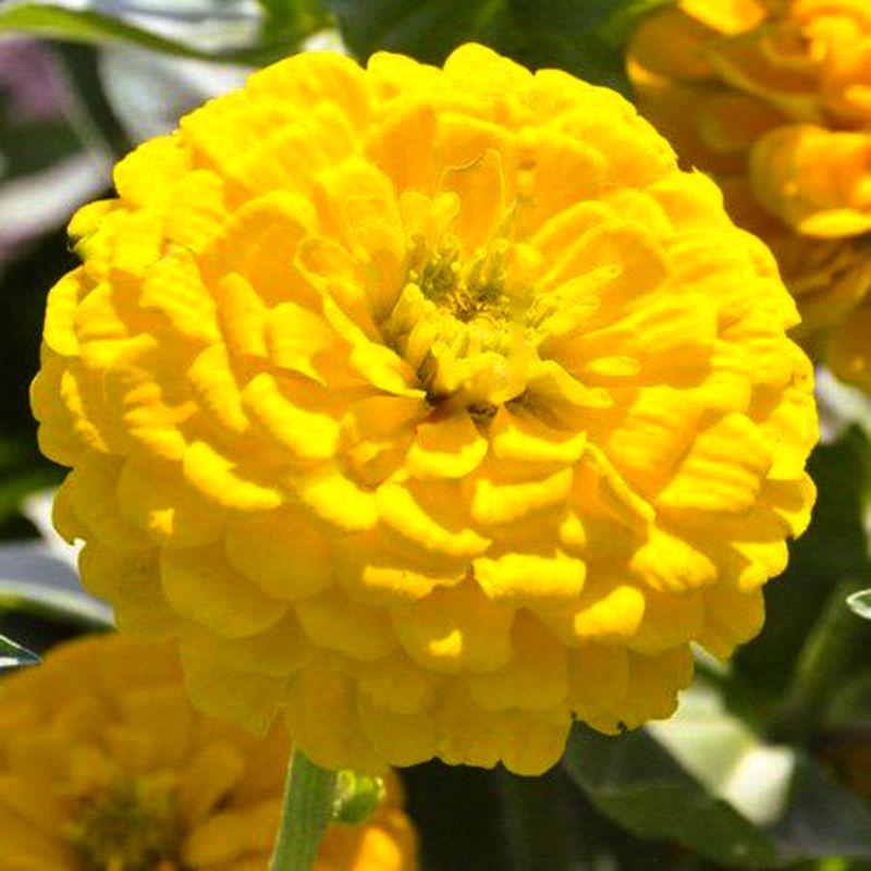 Семена цветов Benary Циния Benary's Giant Golden Yellow 500 шт. (BN02855-2)