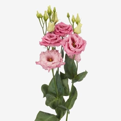 Семена цветов Эустома Лизиантус Alissa Sakata 1 Rose Sakata 50 шт. (BN10349-3)