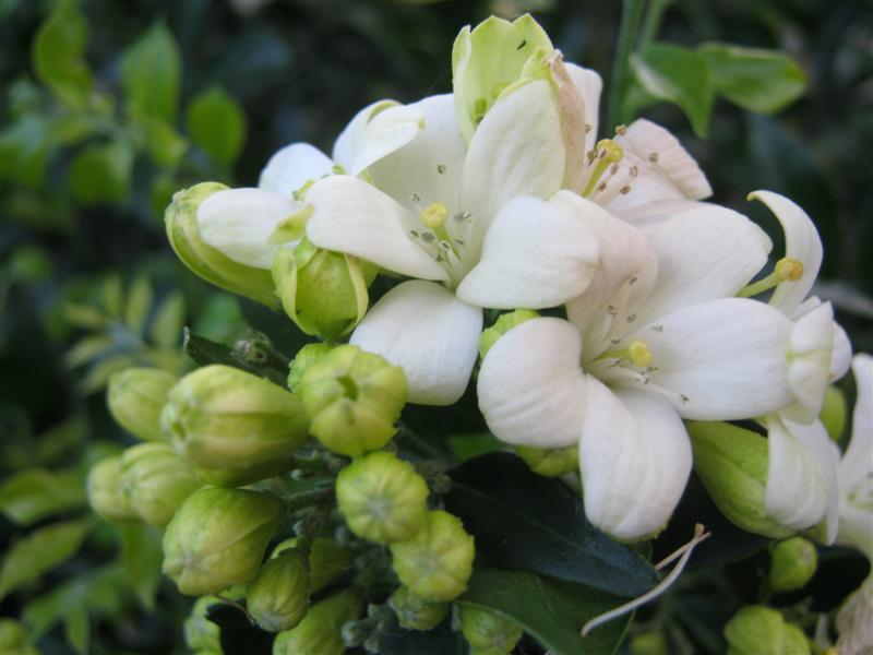 Муррайя метельчатая Murraya paniculata - фото 3