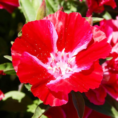 Семена Годеция Florium Метеор (10741)