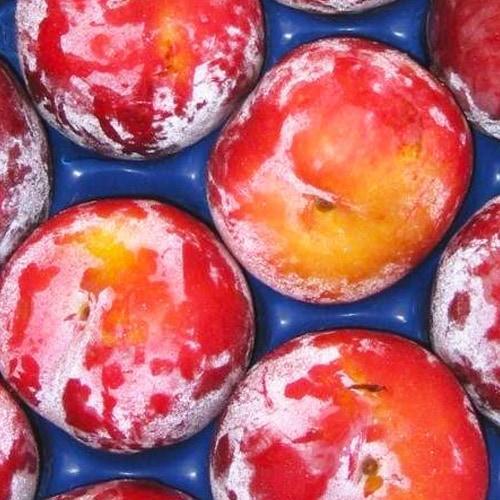 Сажанец Слива диплоидная Оутем Гло осенний сорт поздний срок созревания (61905)