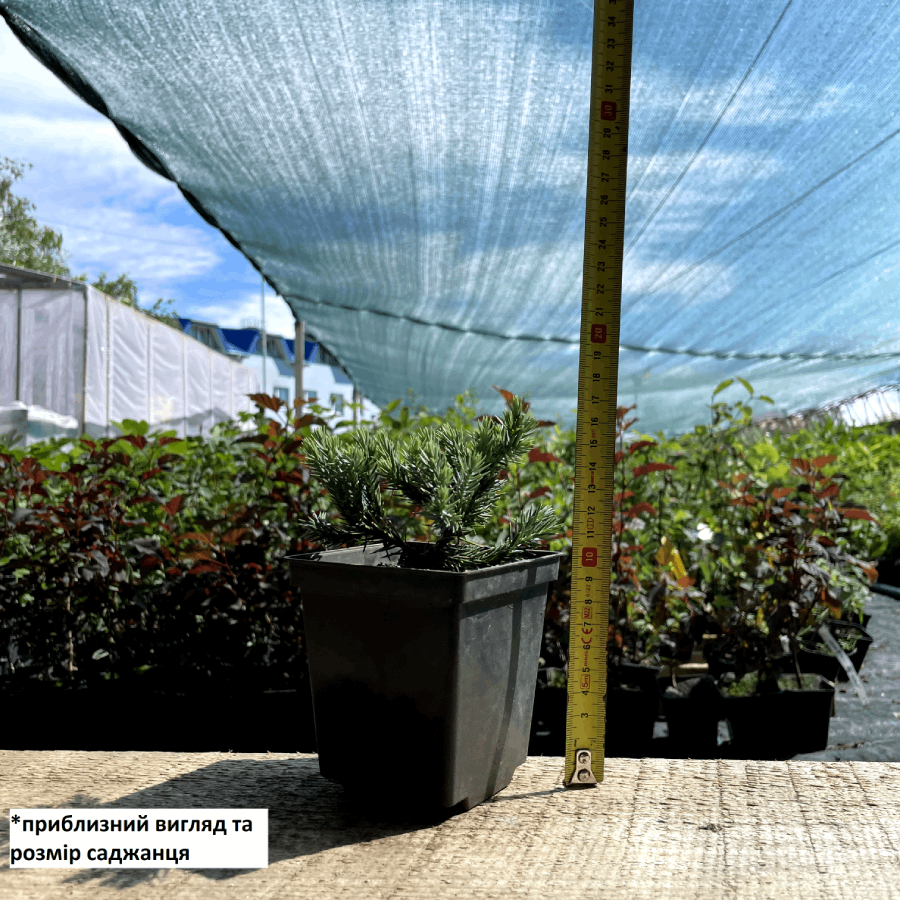 Саджанець ялівцю лускатого Juniperus squamata Blue Star Р9 (645171239) - фото 2 Саджанець ялівцю лускатого Juniperus squamata Blue Star Р9 (645171239) - фото 2