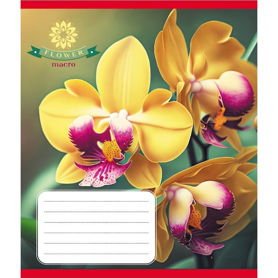 Шкільний зошит Орхідея 036-570137K-1 в клітинку 36 аркушів (RLT55332)