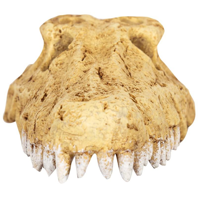 Декорація для тераріуму Repti-Zoo Crocodile Skull S 11x6x4 см (RZ-ERS34S) - фото 2 Декорація для тераріуму Repti-Zoo Crocodile Skull S 11x6x4 см (RZ-ERS34S) - фото 2