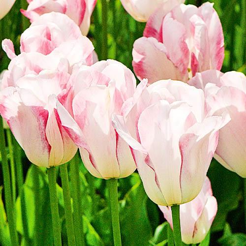 Тюльпан Florium Blushing Girl (3566)