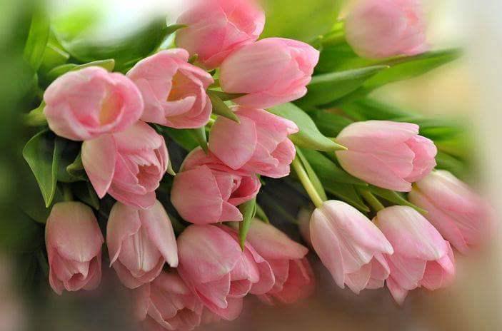 Картина по номерам Josef Otten Цветы Тюльпаны 40х50 см в термопакете (5480RA_O-mt) Картина по номерам Josef Otten Цветы Тюльпаны 40х50 см в термопакете (5480RA_O-mt)