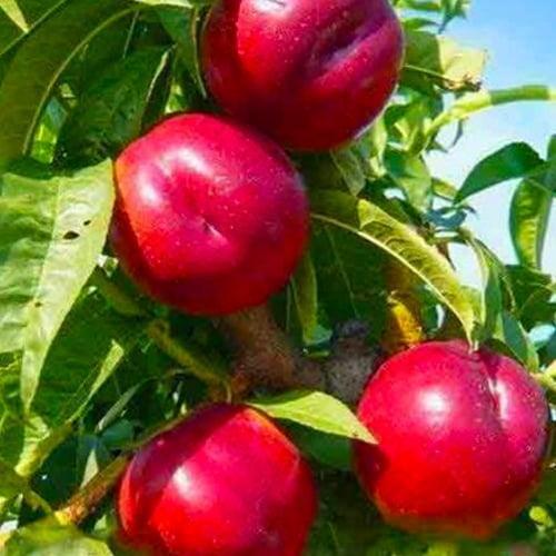 Сажанець Нектарин Кримчанин лисий персик літній сорт пізній термін дозрівання (15919)