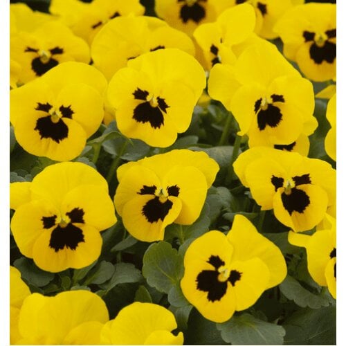 Семена цветов Виола рогатая Takii Floral Power F1 Yellow Blotch Early 50 шт. (BN13288-3)