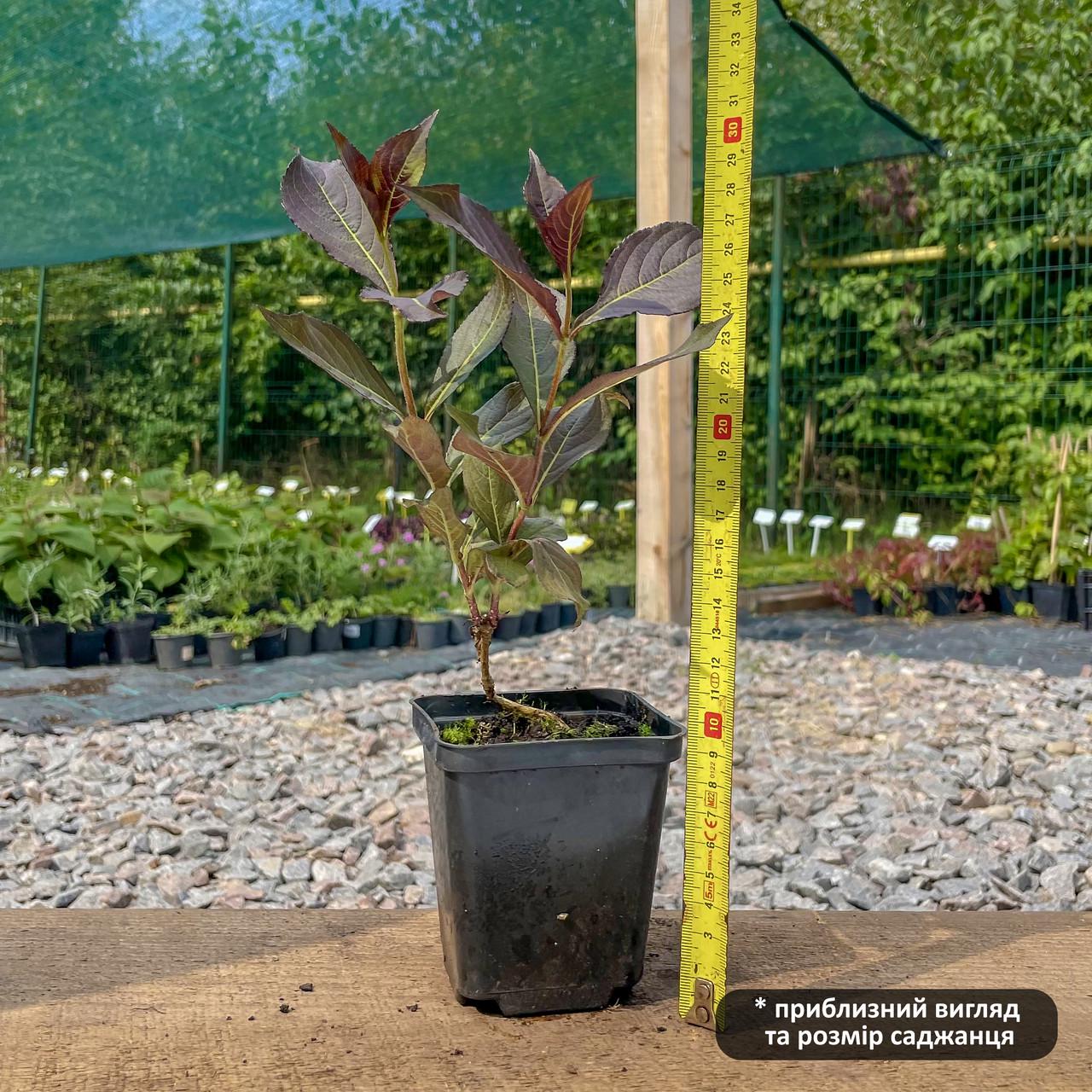 Саженец вейгелы цветущей Александра Weigela florida Alexandra Р9 (867394302) - фото 4 Саженец вейгелы цветущей Александра Weigela florida Alexandra Р9 (867394302) - фото 4