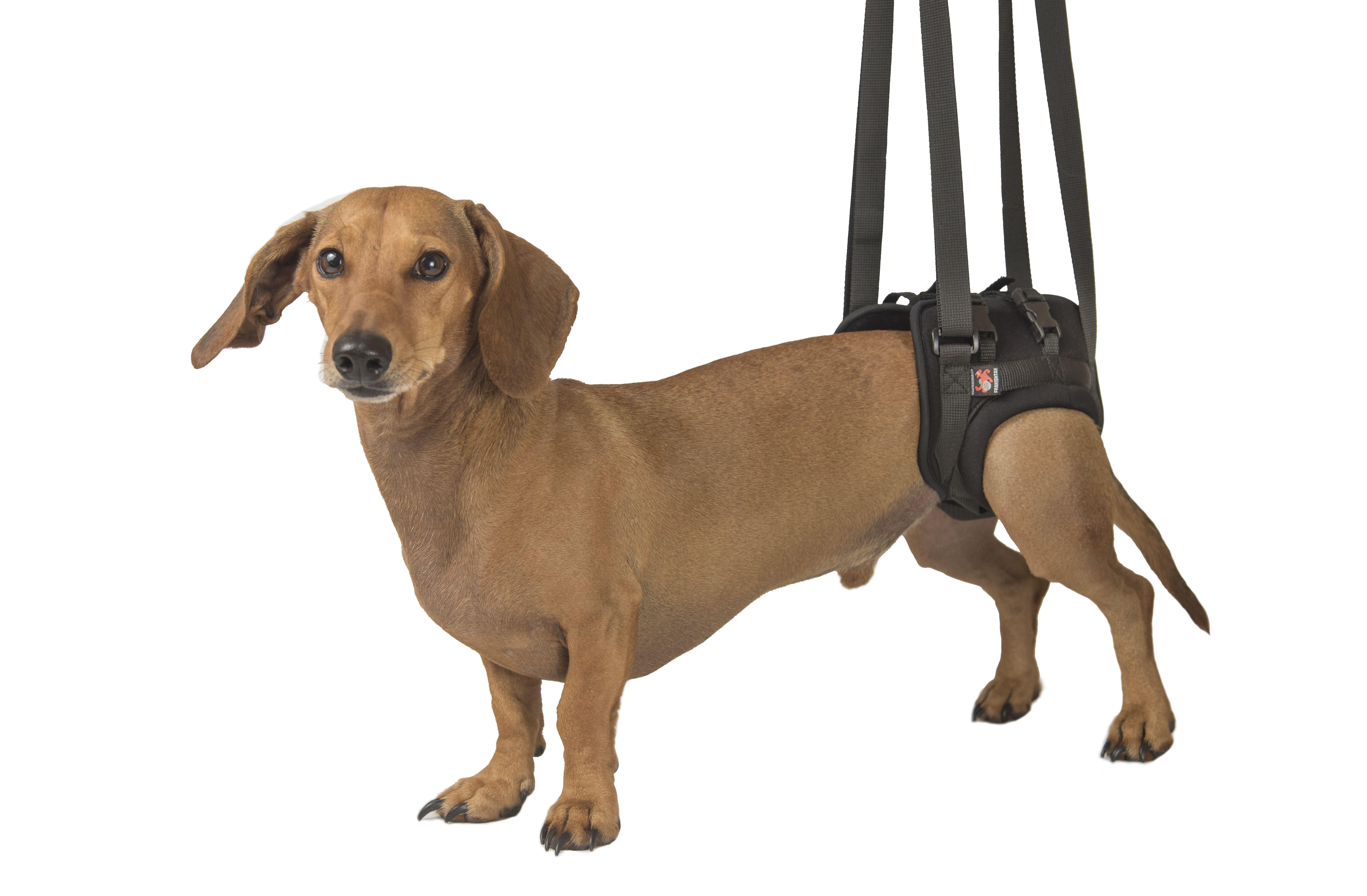 Поддержка для задних лап Frakishtak трусами XS Черный (28414855)