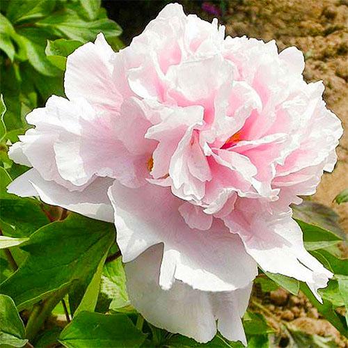 Пион Florium Zhaos Pink Zhao Fen древовидный (2764)