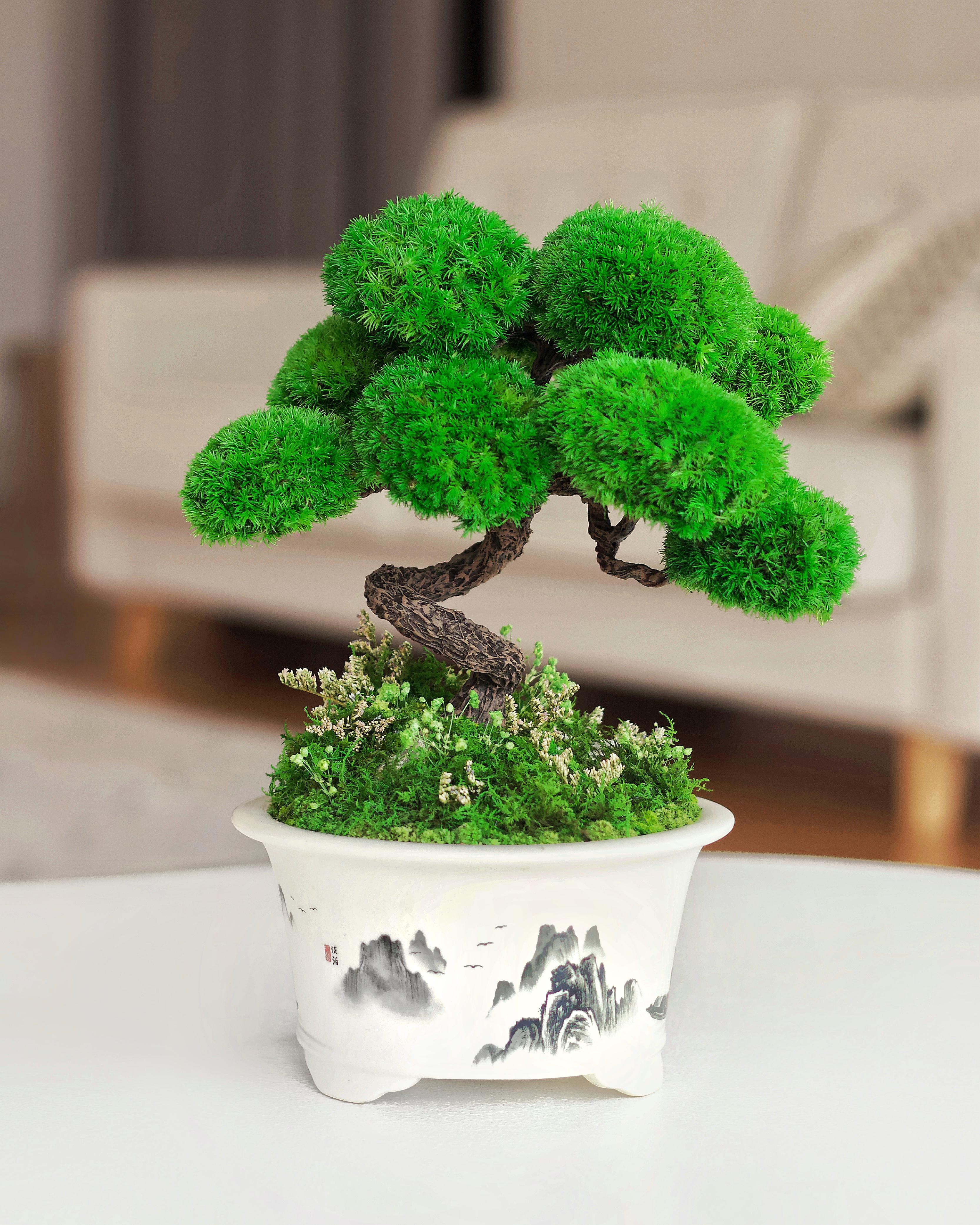 Стабілізований Бонсай Чистий розум 32х25 см