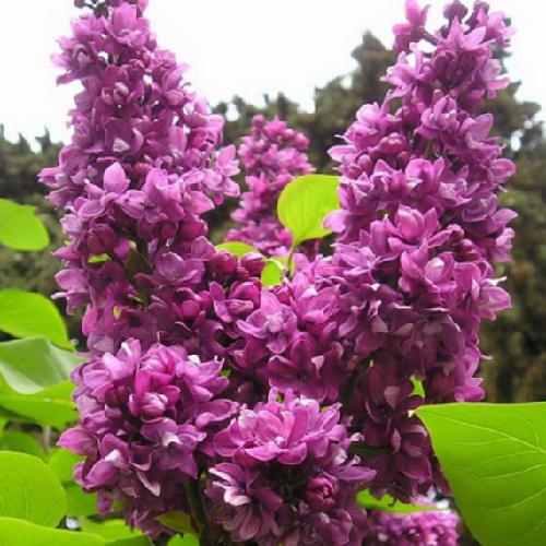 Саджанці бузок Вогні Донбасу щеплені дворічні