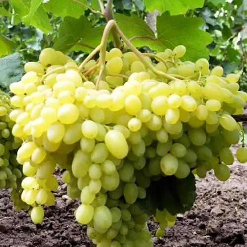 Саженцы винограда Казанова черенкованный 2-летний (2928201214)