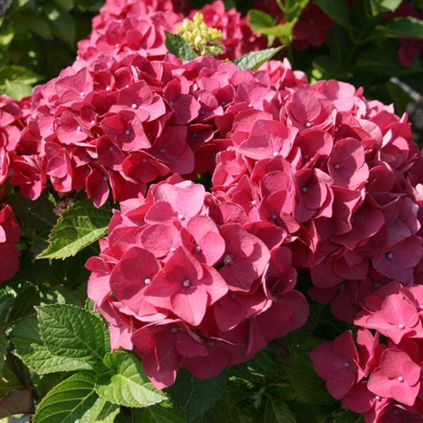 Саджанець гортензії крупнолистної Hydrangea macrophylla Red Baron Р9 (1526703607)