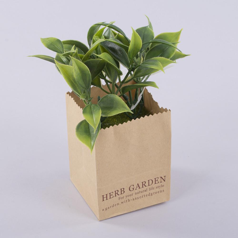 Рускус в бумажном кашпо