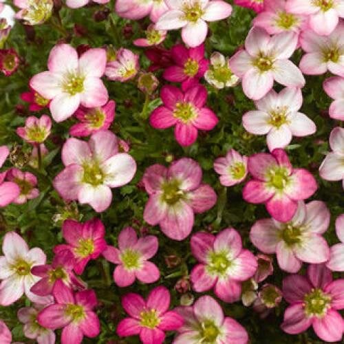 Семена цветов Ломикамень Lofty Pink Shades Syngenta (BN08461-3)
