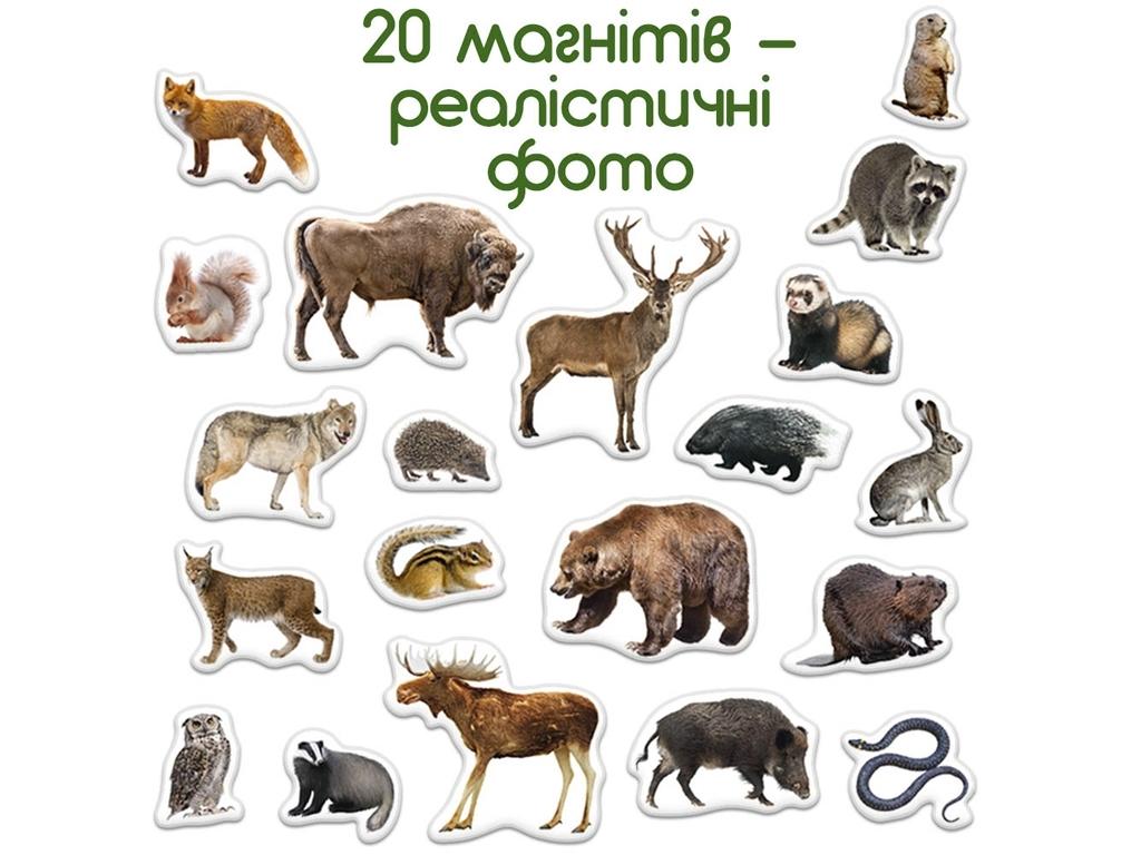 Набір магнітів Лісові тварини Magdum ML4031-29 EN Forest animals magnets (4112) - фото 3 Набір магнітів Лісові тварини Magdum ML4031-29 EN Forest animals magnets (4112) - фото 3
