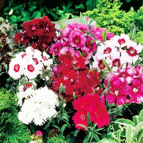 Семена Гвоздика Florium Чибо F1 (6089)