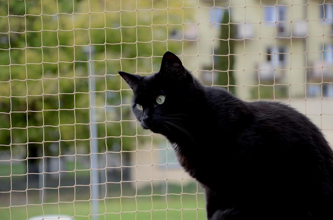 Сетка балконная для кошки Linar SiatkiSieci без сверления 6x3 м Бежевый - фото 3 Сетка балконная для кошки Linar SiatkiSieci без сверления 6x3 м Бежевый - фото 3