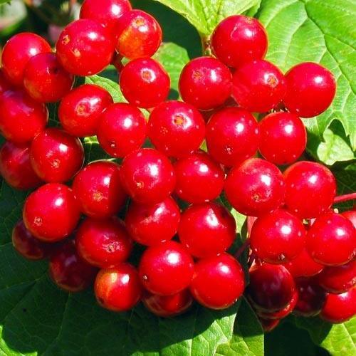 Саджанець Калина рубіново-червона Синичка Snick преміальний високоврожайний сорт хороша лежкість (48168) Саджанець Калина рубіново-червона Синичка Snick преміальний високоврожайний сорт хороша лежкість (48168)