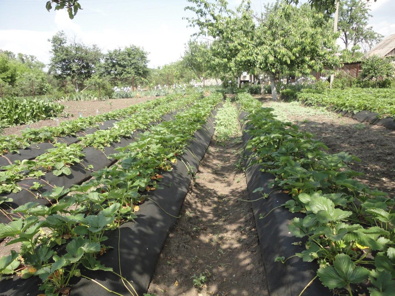 Агроволокно Growtex пакетоване щільність 50 гр/м2 50x3,2 м рулон Україна Чорний - фото 7 Агроволокно Growtex пакетоване щільність 50 гр/м2 50x3,2 м рулон Україна Чорний - фото 7