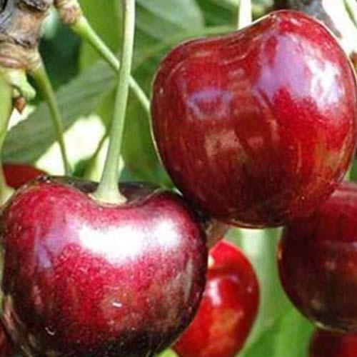 Сажанец Черешня Ванда летний сорт ранний срок созревания (102124)