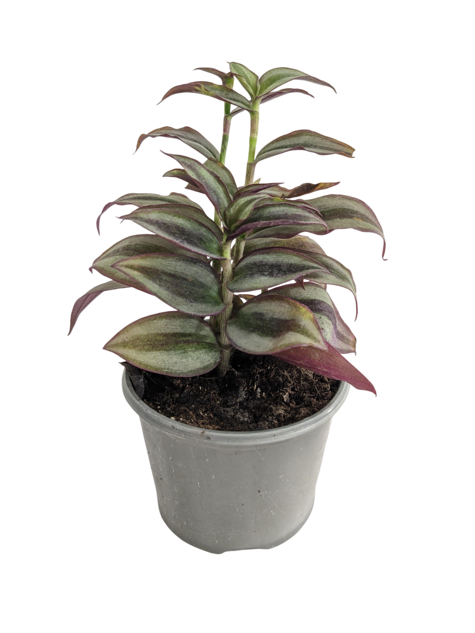 Растение традесканция зебрина Violet Hill (25264806)