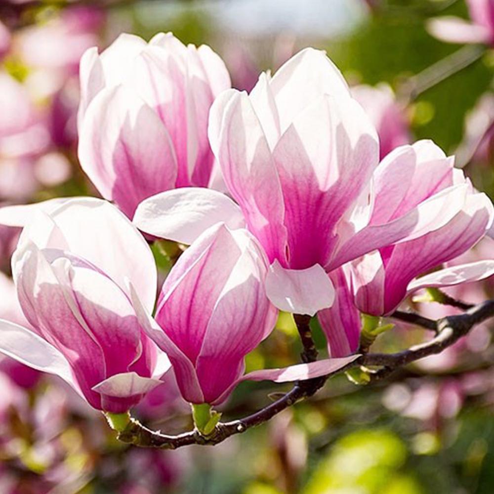 Саженец магнолии Red Lucky (14965465) Саженец магнолии Red Lucky (14965465)