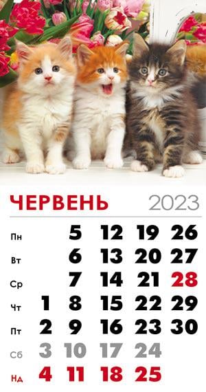 Календарь на 2023 год магнит Котята