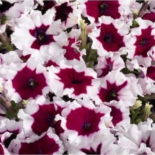 Семена цветов Петуния многоцветковая Celebrity Burgundy Frost Benary 50 шт. (BN02105-3)