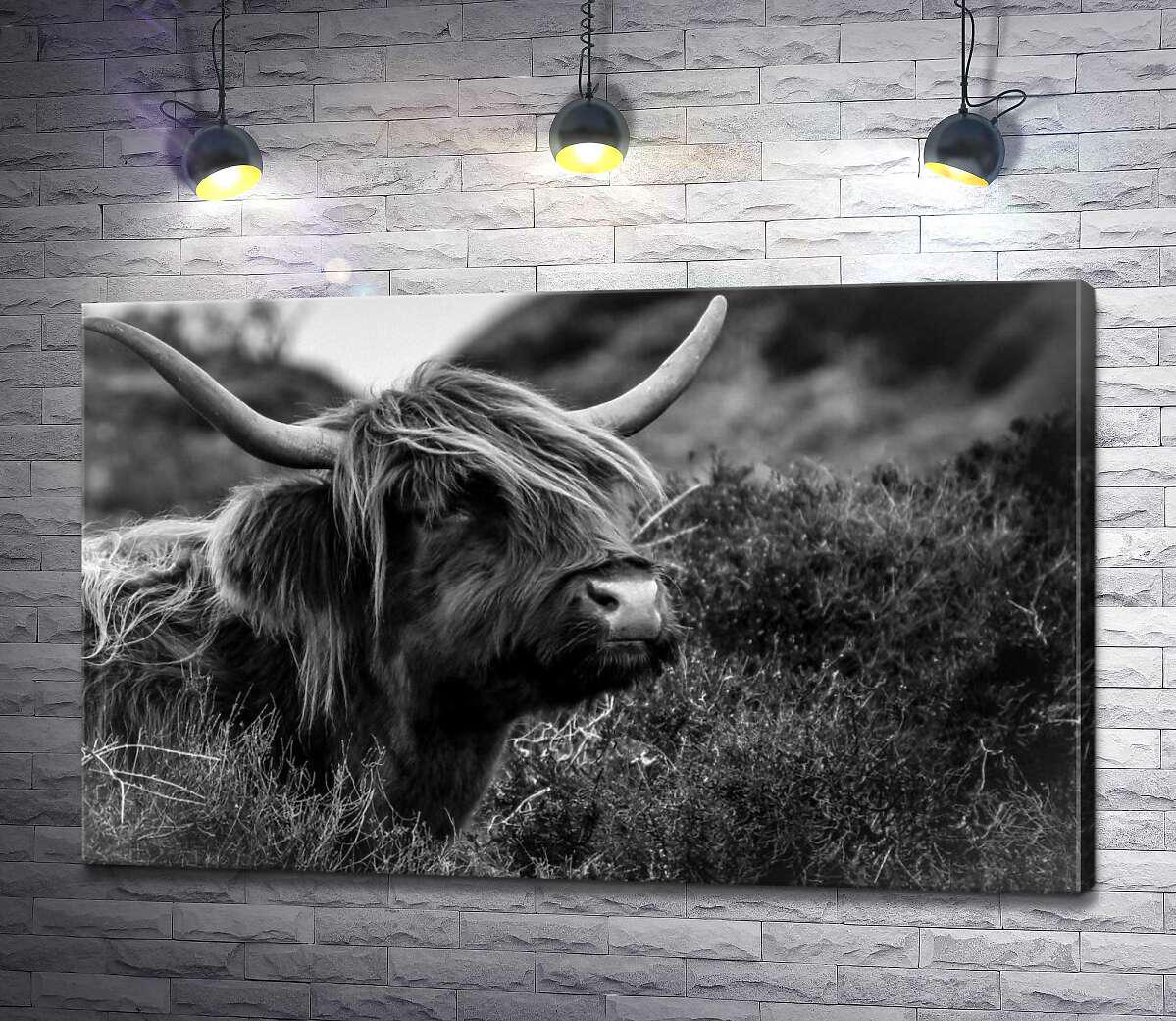 Картина ArtPoster Шотландская корова среди зарослей кустов 100x63 см Модуль №1 (003360)