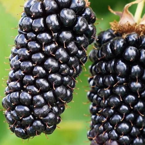 Саджанець Ожина Коламбія гігант Columbia Giant середньо-ранній термін дозрівання високоврожайний крупноплідний сорт (176952)